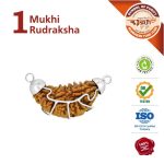 Asli Rudraksha