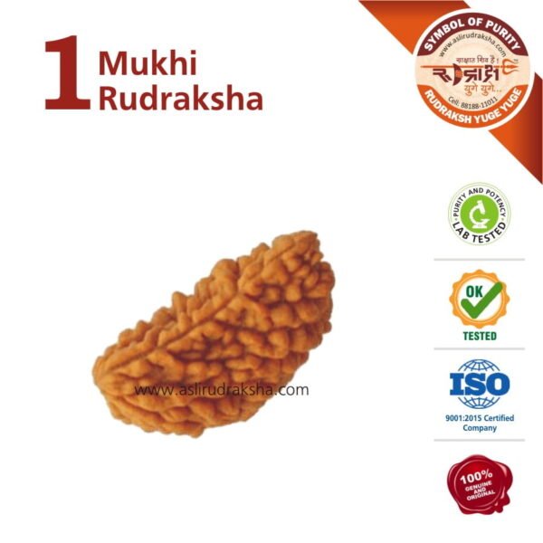 1 Mukhi Rudraksha