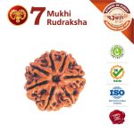 Capricron Zodiac 7 Mukhi Rudraksha (मकर राशि) Asli Rudraksha