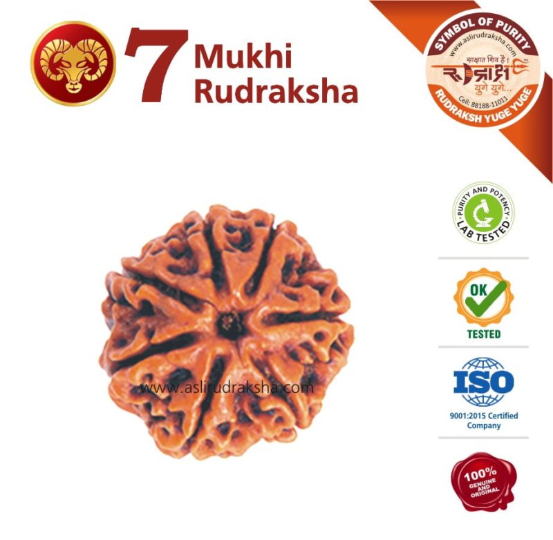 Asli Rudraksha