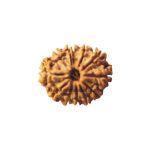11 Mukhi Rudraksha (2)