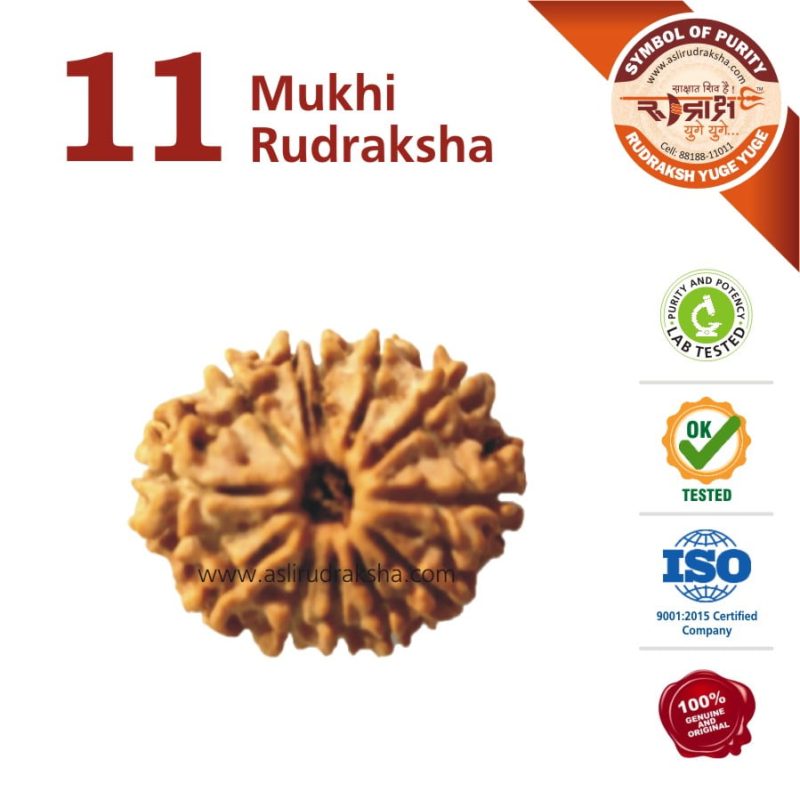Asli Rudraksha