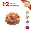Asli Rudraksha