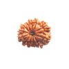 Asli Rudraksha