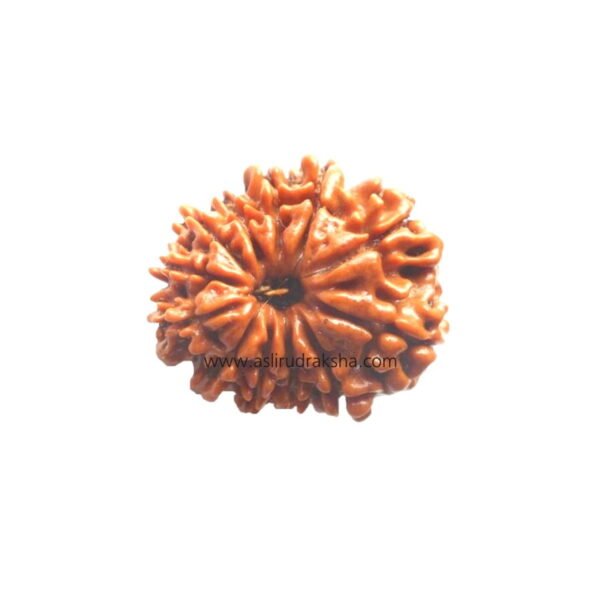 Asli Rudraksha