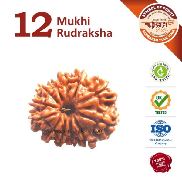 Asli Rudraksha