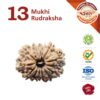 Asli Rudraksha