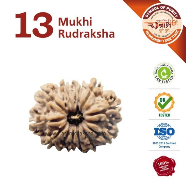 Asli Rudraksha