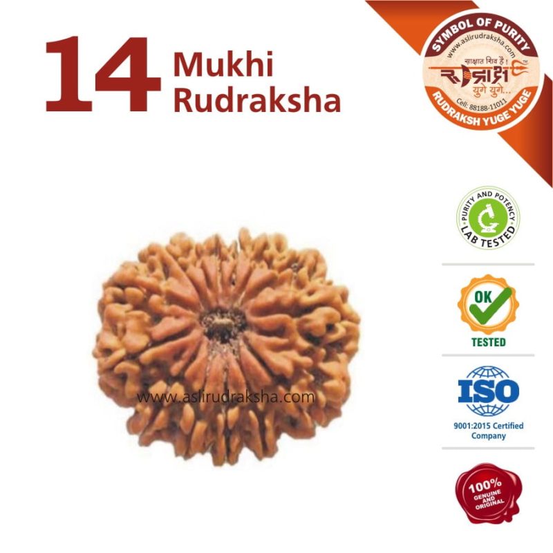 Asli Rudraksha