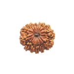 Asli Rudraksha