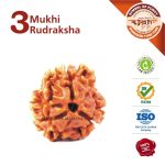 3 Mukhi Rudraksha Asli Rudraksha