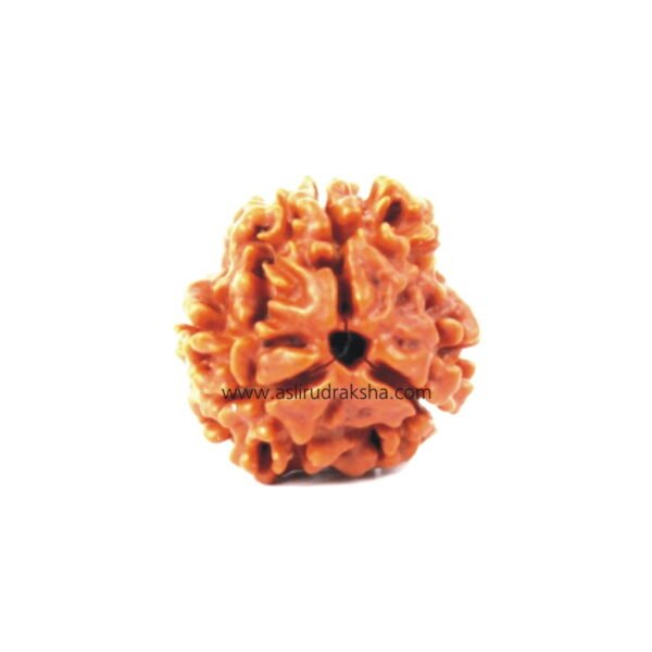Asli Rudraksha