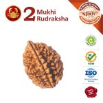 Cancer Zodiac 2 Mukhi Rudraksha Kark Rashi Rudraksha 2 Face