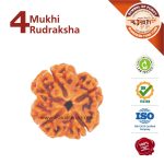 Asli Rudraksha