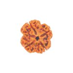 Asli Rudraksha