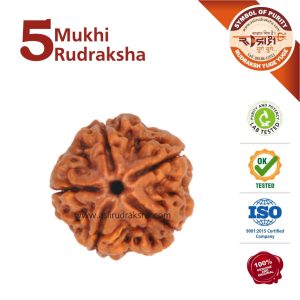 Asli Rudraksha