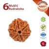 6 Mukhi Rudraksha | Lab Tested | Certified | 100% Original | Nepal Bead