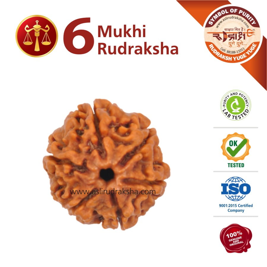 Tula Rashi Rudraksha 6 Face Lab Tested Certified 100 Original Tula Rashi Rudraksha 6 Face Lab Tested Certified 100 Original