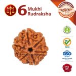 Libra Zodiac 6 Mukhi Rudraksha (तुला राशि) Asli Rudraksha