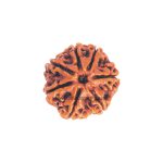 Asli Rudraksha