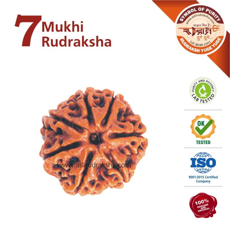 Asli Rudraksha