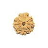 8 Mukhi Rudraksha (2)