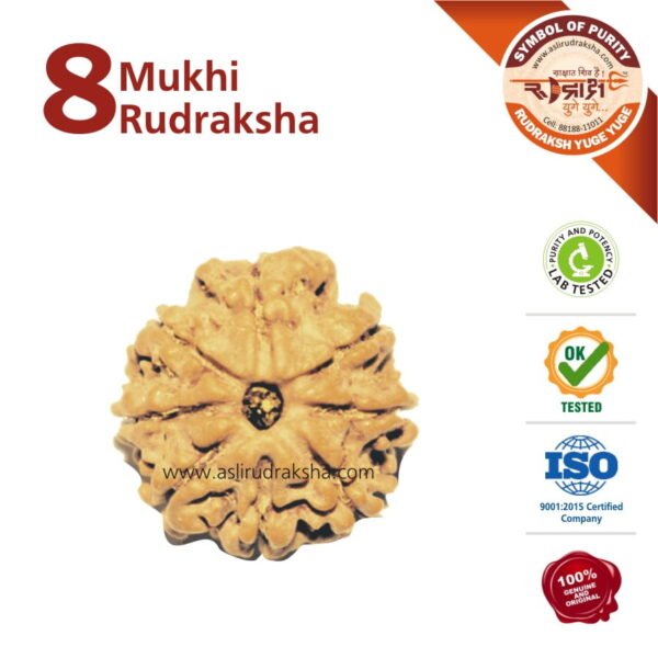 Asli Rudraksha