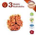 Vrshchik Rashi Rudraksha 3 Face