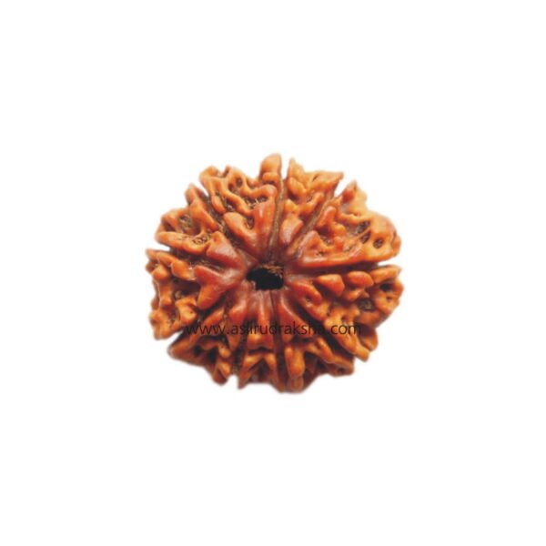 Asli Rudraksha