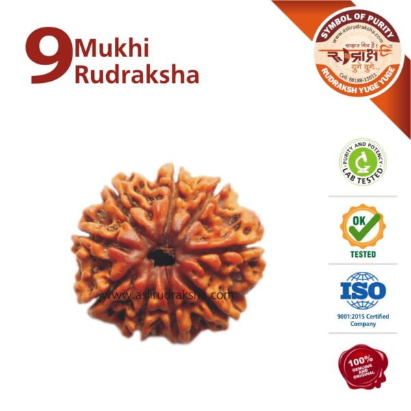 Asli Rudraksha