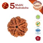 Virgo Zodiac 5 Mukhi Rudraksha (धनु राशि) Asli Rudraksha