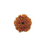 Faceless Rudraksha
