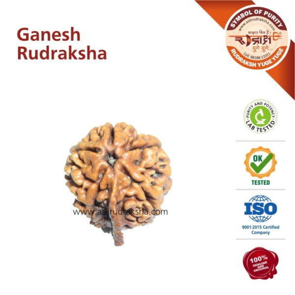 Ganesh Rudraksha Nepal Bead
