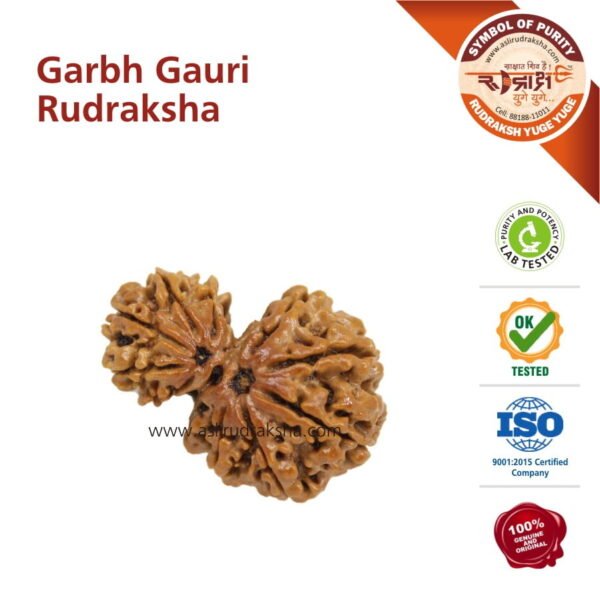 Asli Rudraksha