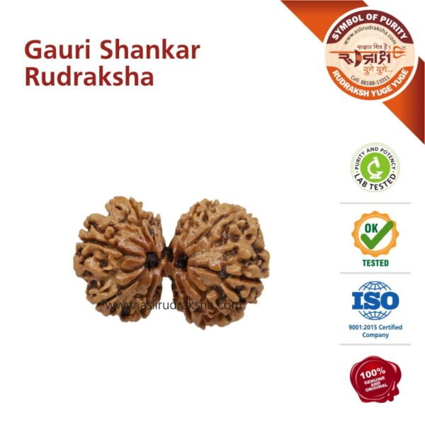 Asli Rudraksha