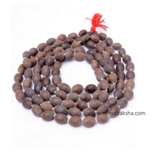 Asli Rudraksha