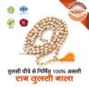Asli Rudraksha