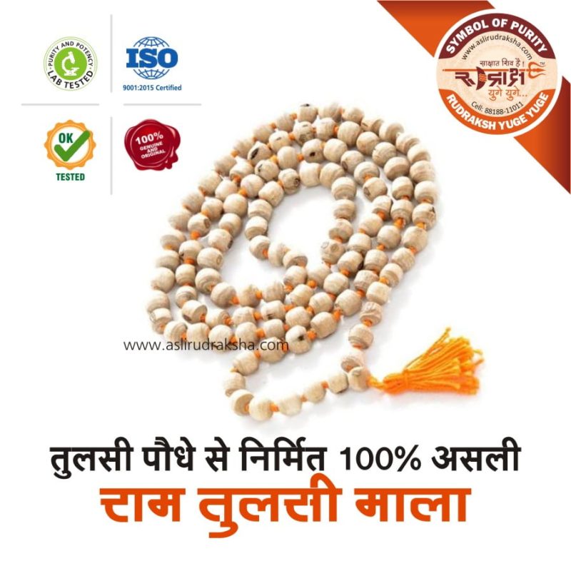 Asli Rudraksha