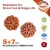 https://aslirudraksha.com/