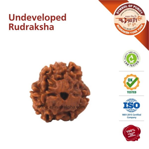 Asli Rudraksha