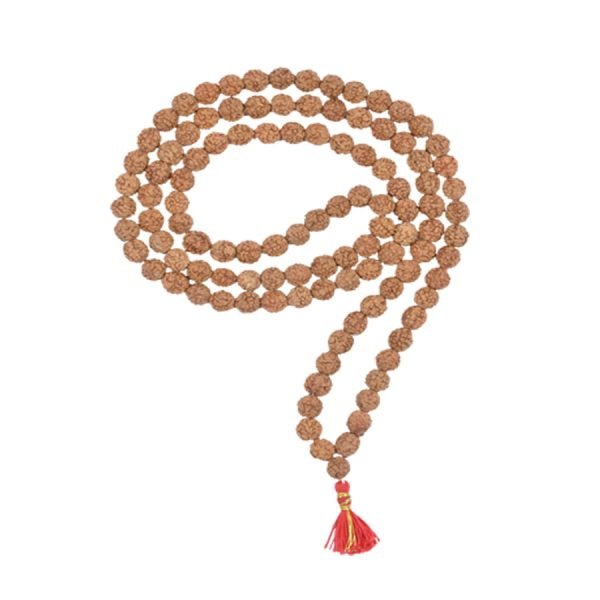 Asli Rudraksha