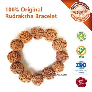 Asli Rudraksha