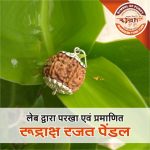 Asli Rudraksha