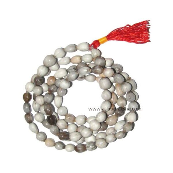 Asli Rudraksha