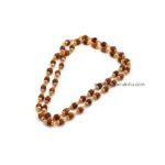 Asli Rudraksha