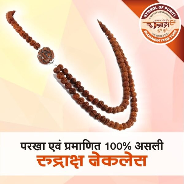 Asli Rudraksha