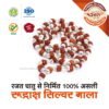 Asli Rudraksha