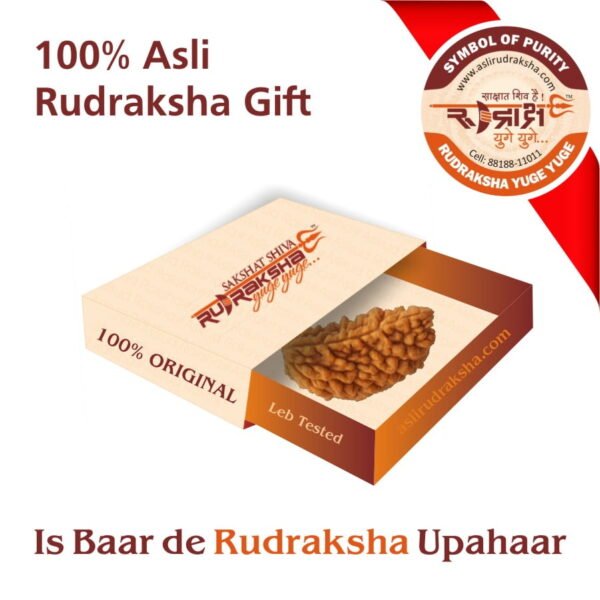 1 Mukhi Rudraksha