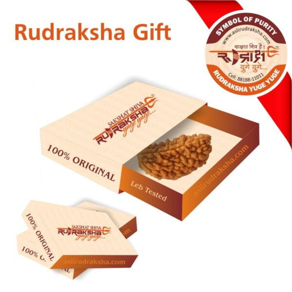 1 Mukhi Rudraksha