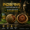 rudraksha fruit